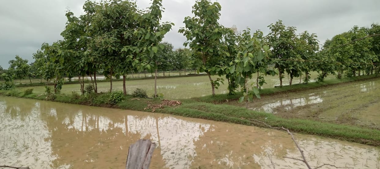 Damoh People are coming to take selfies after seeing hundreds of teak trees in the farmer's field