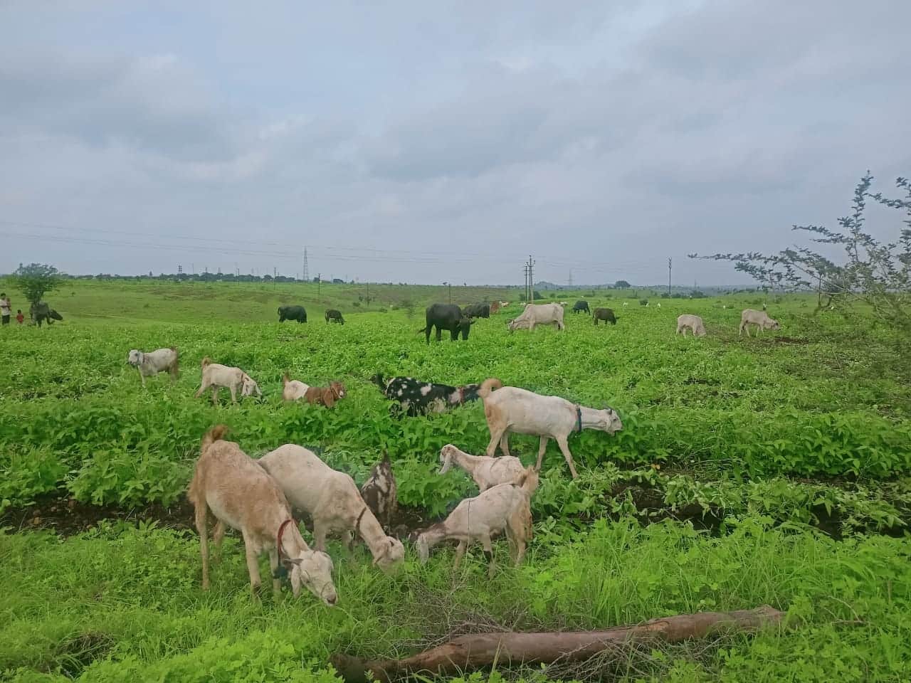 Agar administration freed 175 bigha Gauchar land from encroachment tractors run on soybean crop