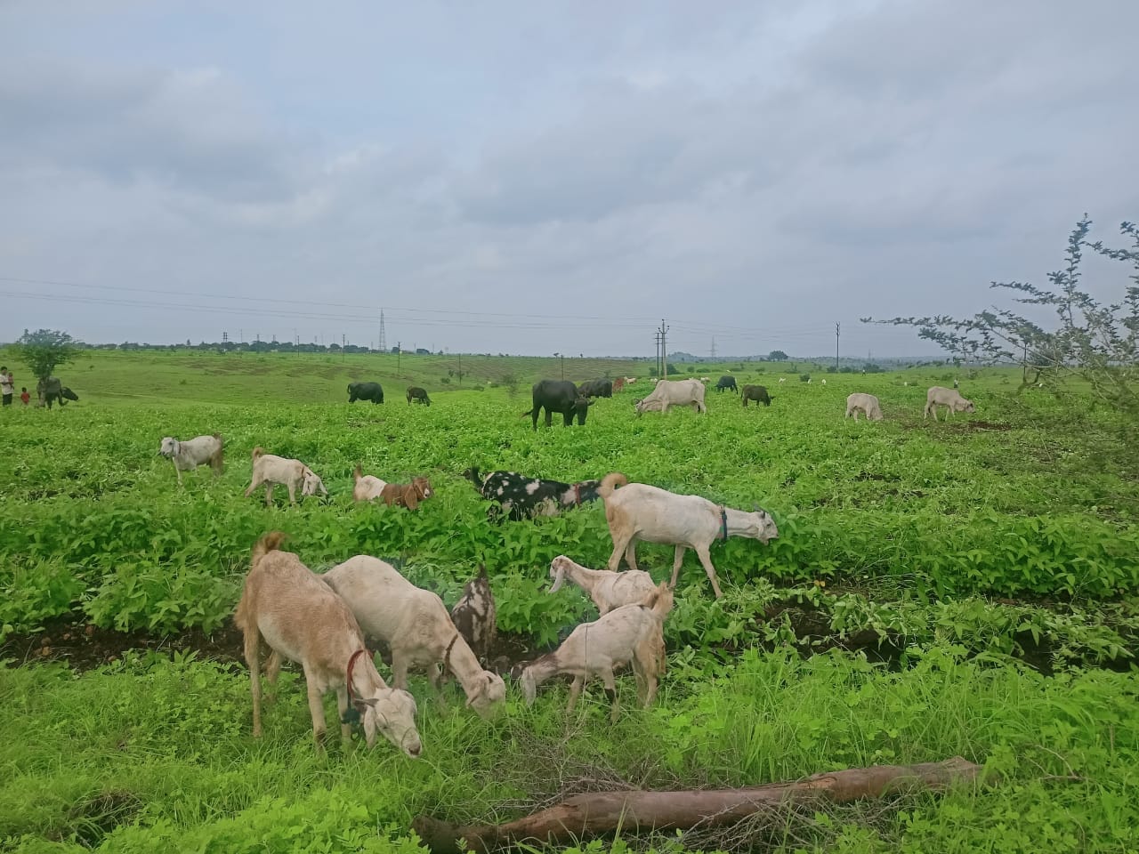 Agar administration freed 175 bigha Gauchar land from encroachment tractors run on soybean crop