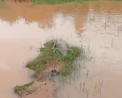 Damoh News : दमोह हाई स्कूल के पास तालाब में आया 7 फीट का मगरमच्छ, वन विभाग ने लगाए पिंजरे