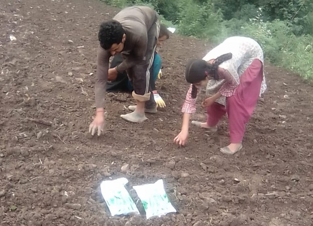 As soon as the season opens, farmers of the district are busy sowing peas.