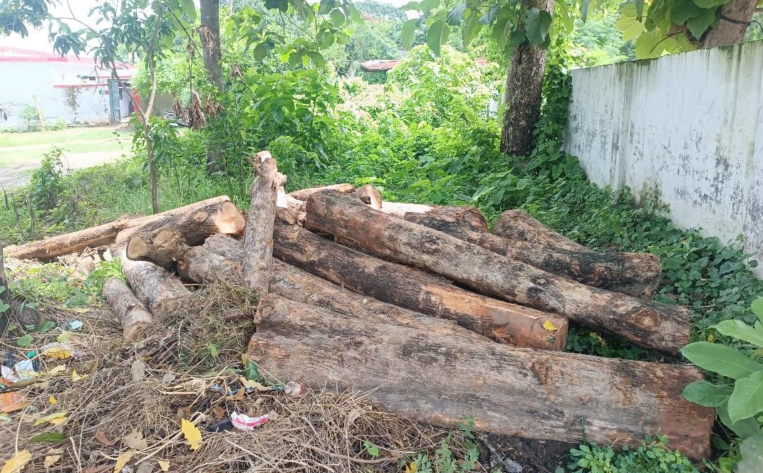 Police released illegal wood loaded on tractor-trolley, forest department caught it