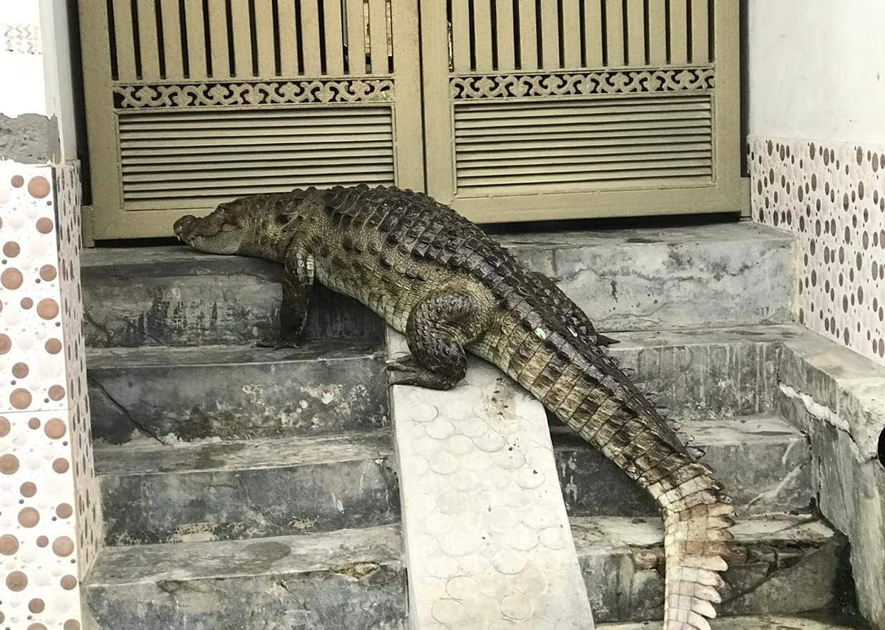 Seven foot long crocodile reached the population