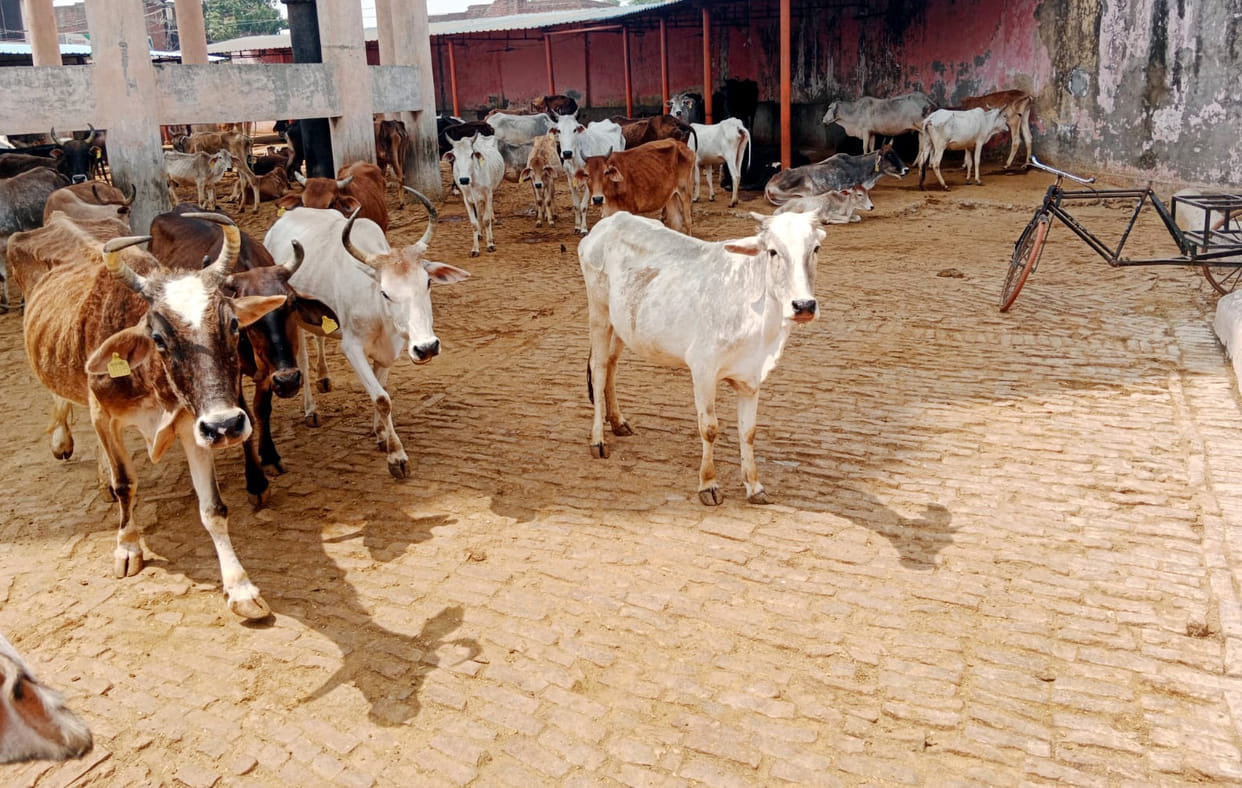 The third eye will monitor fodder and treatment in the cowshed the DM issued orders to the CVO