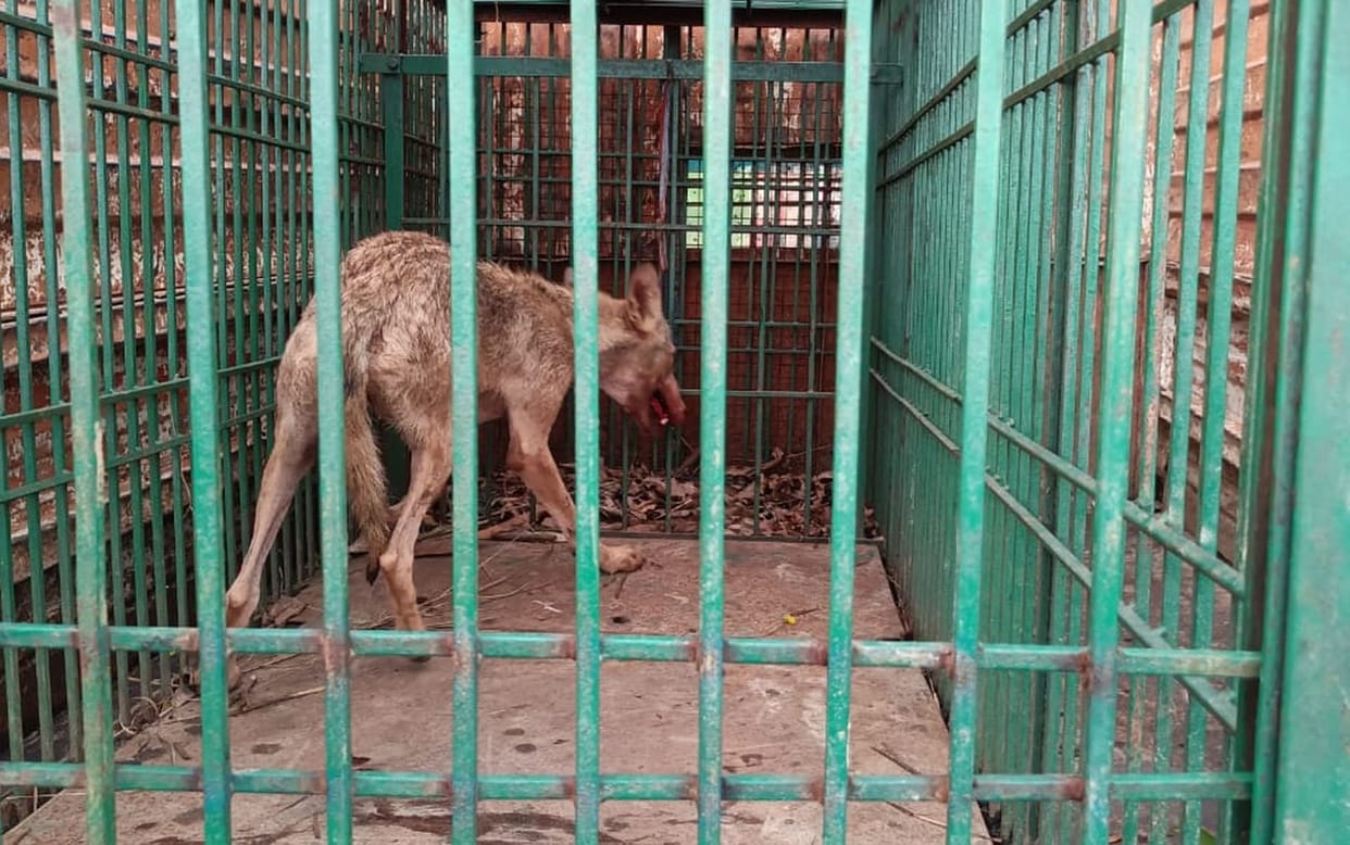 A wolf trapped in a cage, relief