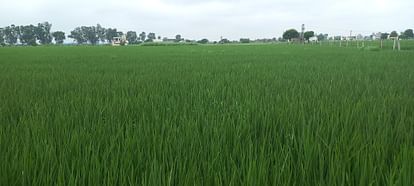 Kurukshetra News: मौसम में दिन भर रहा बदलाव रहा जारी, कभी बादल तो कभी खिली धूप The weather kept changing throughout the day, sometimes cloudy and sometimes sunny.