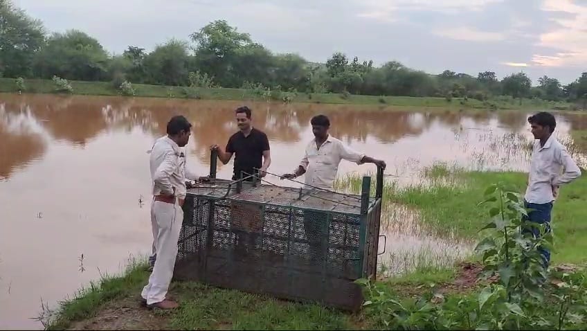 Damoh The forest staff has been sitting in a cage on the pond for three days