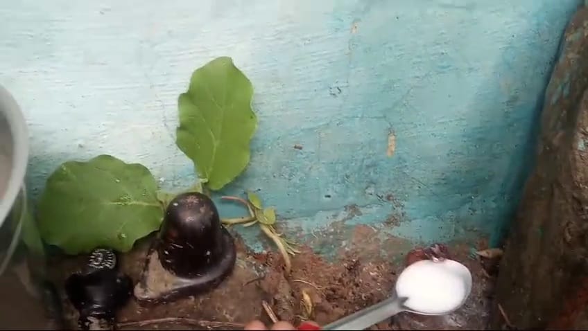 Damoh Villagers claim that the statue of snake god is drinking milk, professor says this is not possible