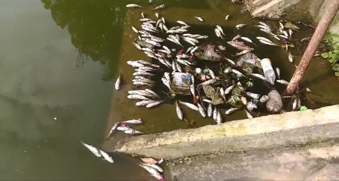 fish died in ranitaal talab