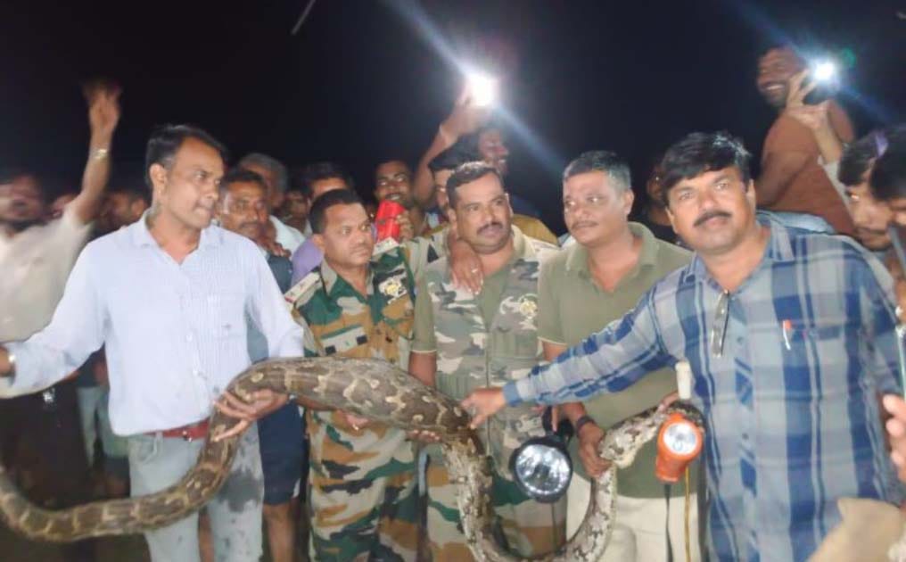Python swallows baby goat...forest department conducts rescue operation and catches it