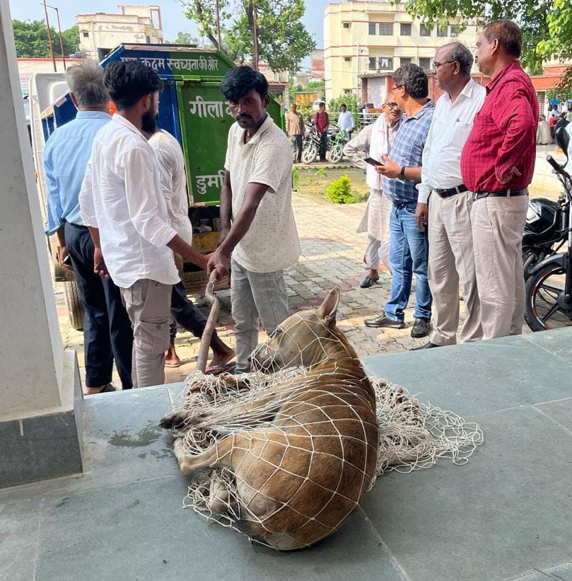 Campaign to catch stray dogs started