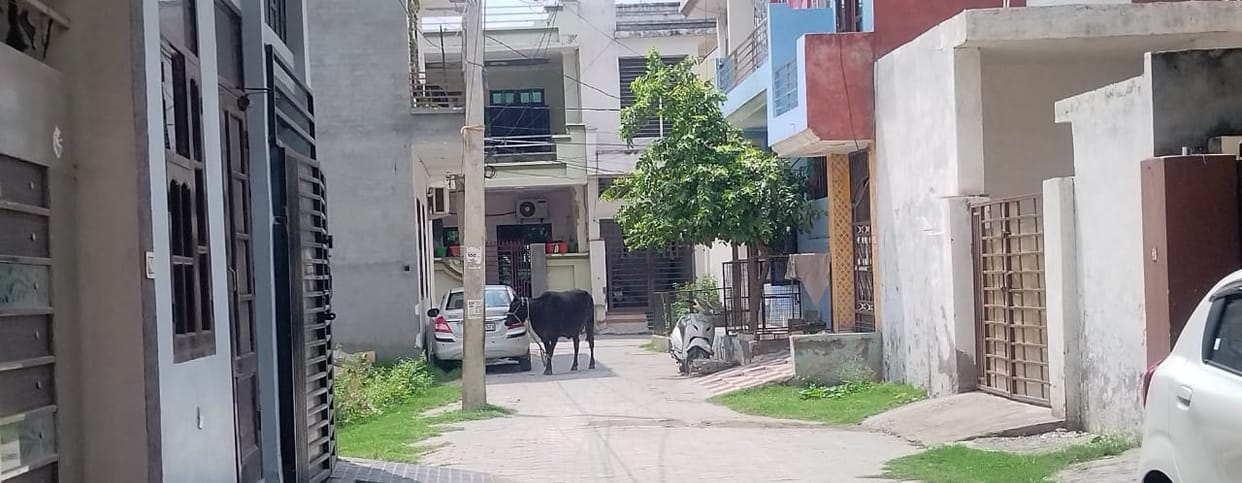 Silent cow could not tell who was its owner, remained curious for four hours kurukshetra