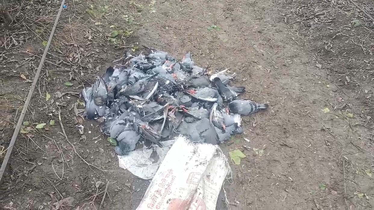 Stir caused by the mysterious death of 15 pigeons in the Shiva temple's Yajnashala.