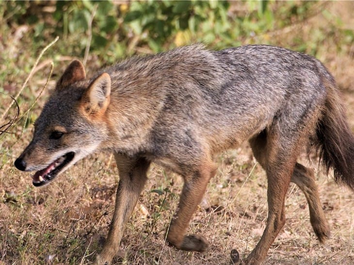 Jhansi: Jackal attacks three students near SBI gate of BU