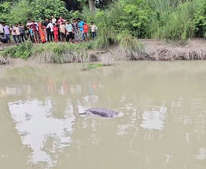 Dolphin seen swimming in Sharda tributary canal