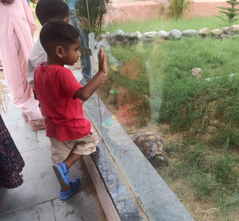 Turtle babies became the center of attraction