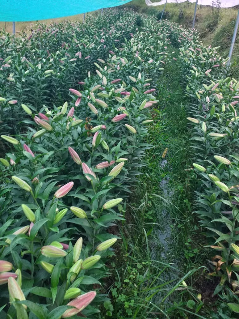 fortunes of farmers are changing due to the cultivation of rose and lilium in champawat