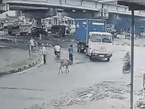 Truck driver crushed cattle, incident captured in CCTV