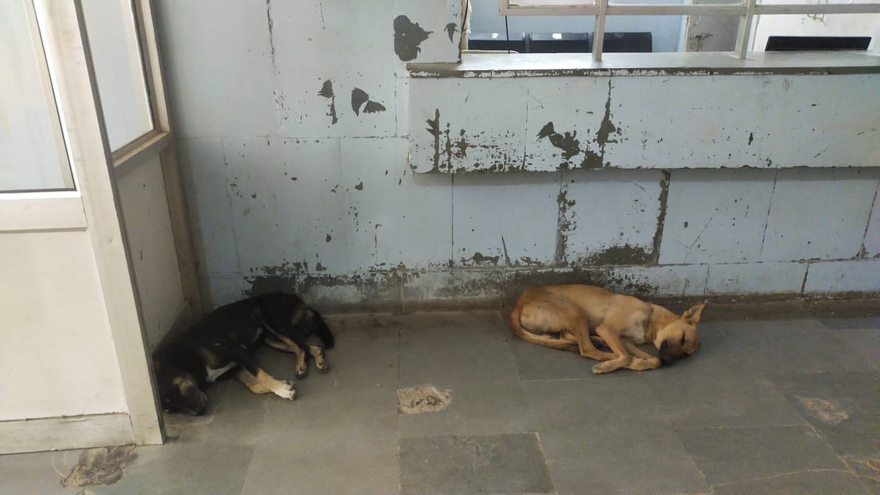 Tender for sterilization of dogs cancelled, DMC did not give permission, project is stuck for one year