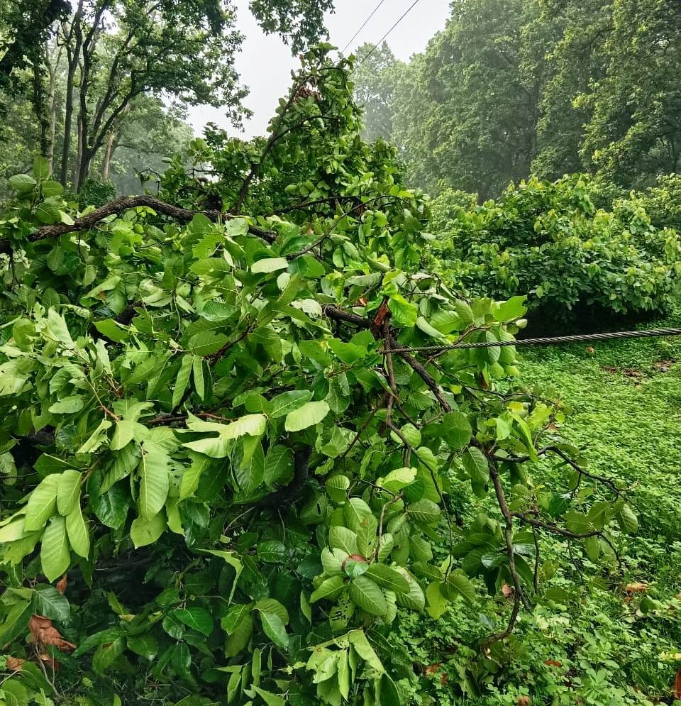 Electricity supply was disrupted for eight hours due to falling of trees on the main line