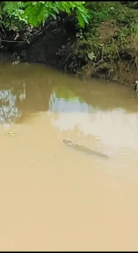 Damoh News Damoh becomes refuge for crocodiles crocodile was seen swimming in drain of Padariya Thobhan