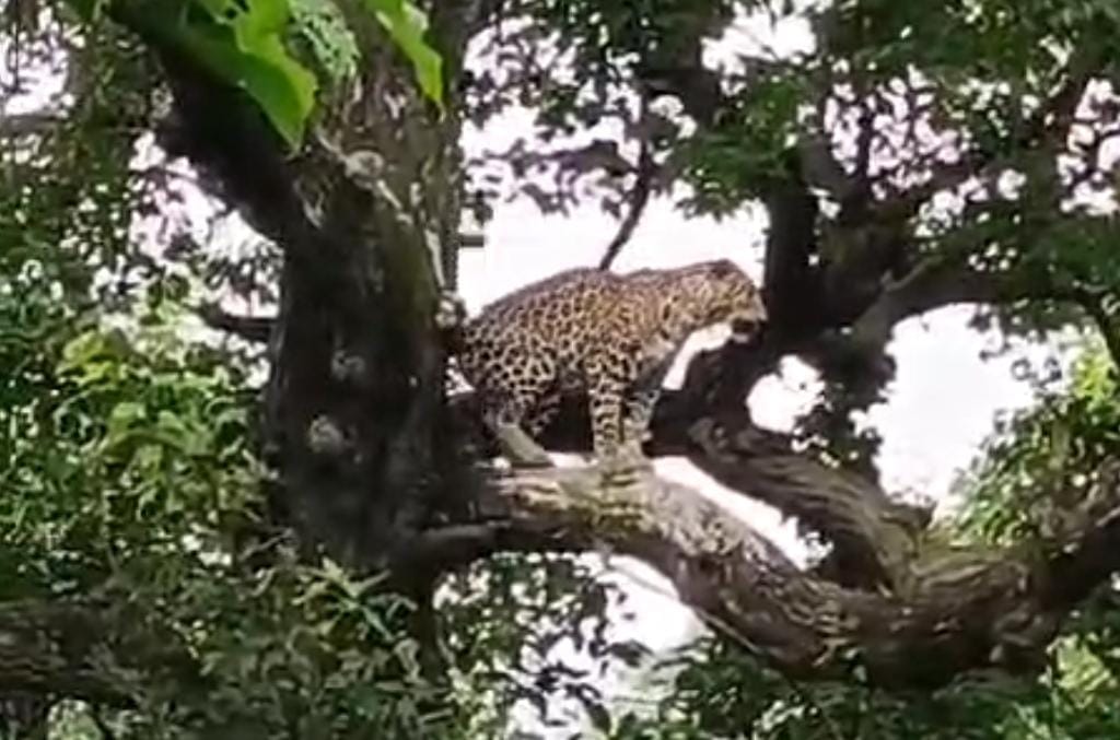 Villagers stunned after seeing leopard on tree