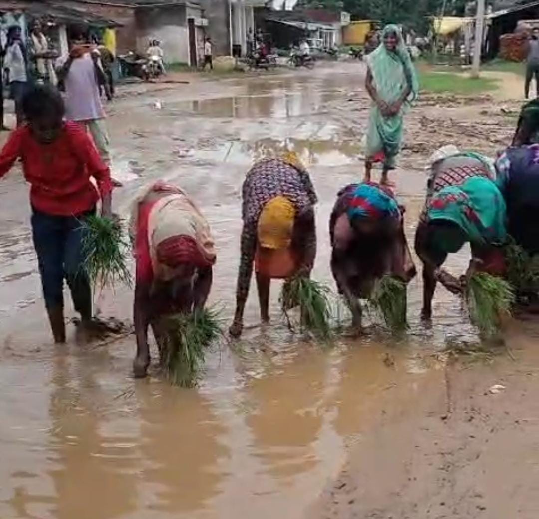 Shahdol News: Villagers planted saplings in the potholes of the road