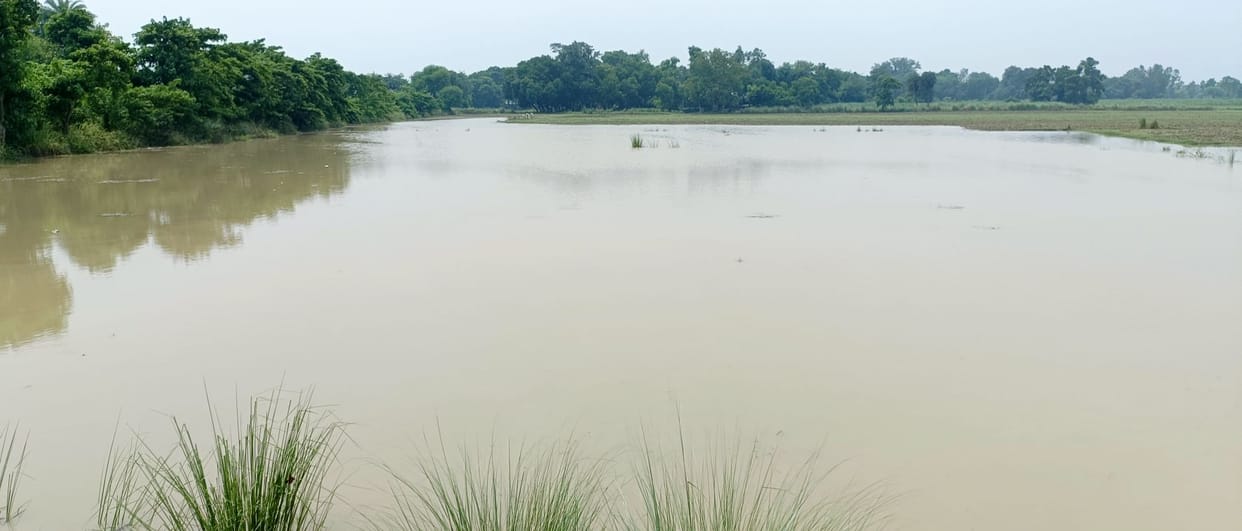 watching flood then got bitten by a snake young man lost his life