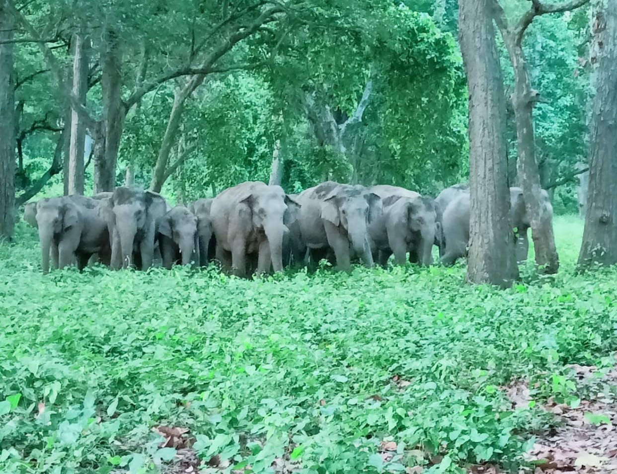 Elephant conservation gets a new dimension