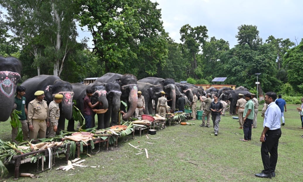 Rangoli made on the forehead of elephants... fed favorite food