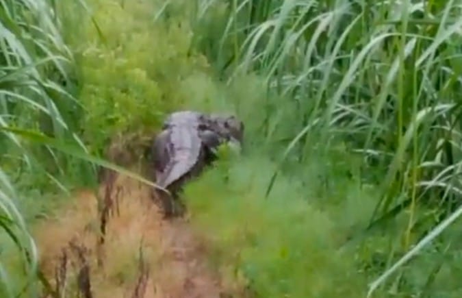 Nine feet long crocodile found in Chakrod in village Harchandpur