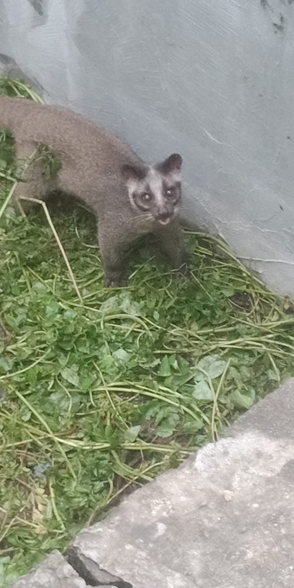 Beaver fell into water tank, people thought it was a cub