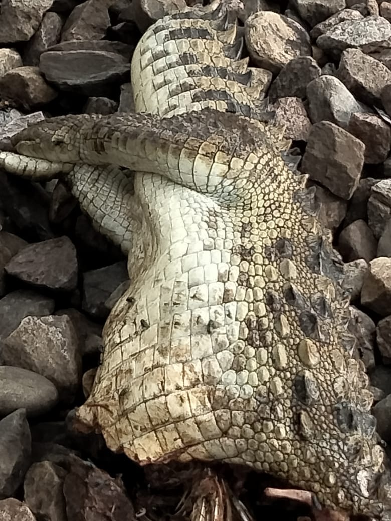 Crocodile dies after being hit by train near Hathauda village