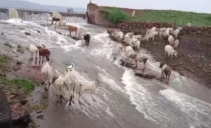 Damoh News : मवेशियों के साथ निर्दयता, फसलों को बचाने के लिए किसान ओवरफ्लो जलाशय के पास कर रहे कैद