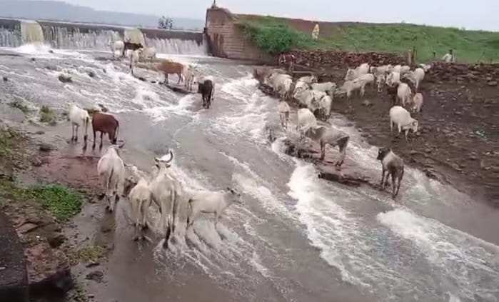 To save crops, farmers are quarantining themselves near overflowing reservoirs