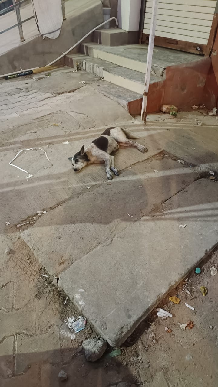Tender worth Rs 39 lakh floated for vaccination of stray dogs