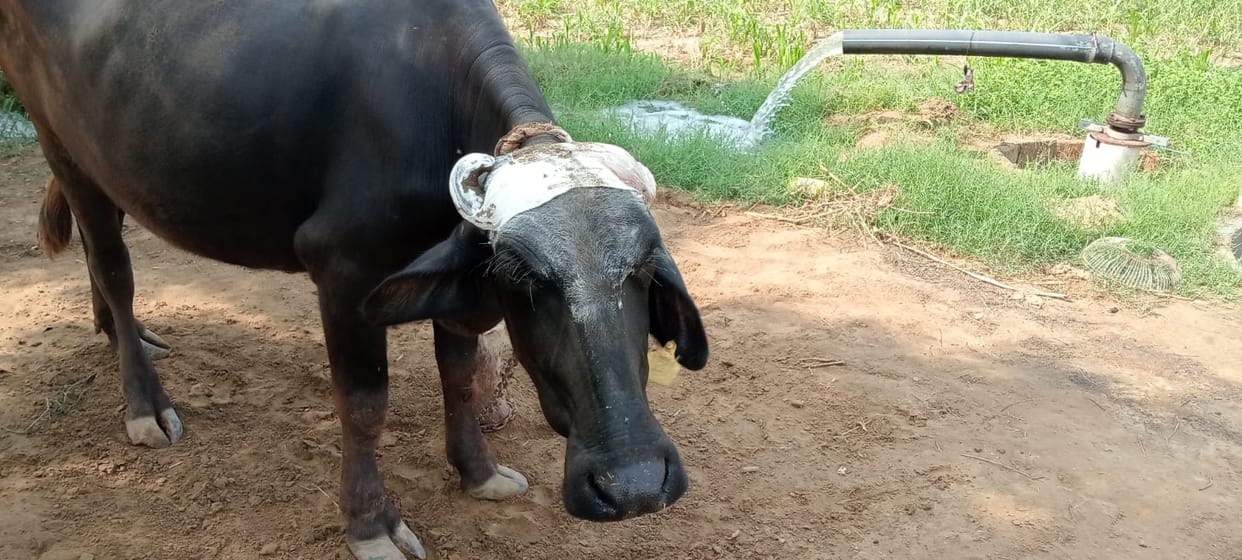 There is an atmosphere of panic in village Mithanpura due to the information of leopard, cow died due to attack, buffalo injured, team of wildlife department reached from Hisar.