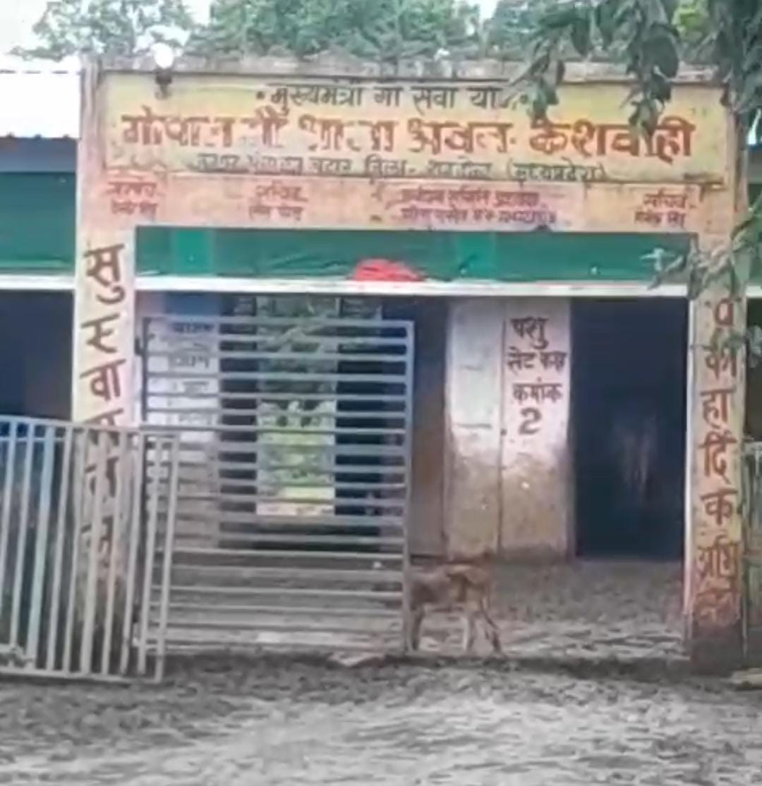 केशवाही गौसाला में हुई मवेशियो की मौत