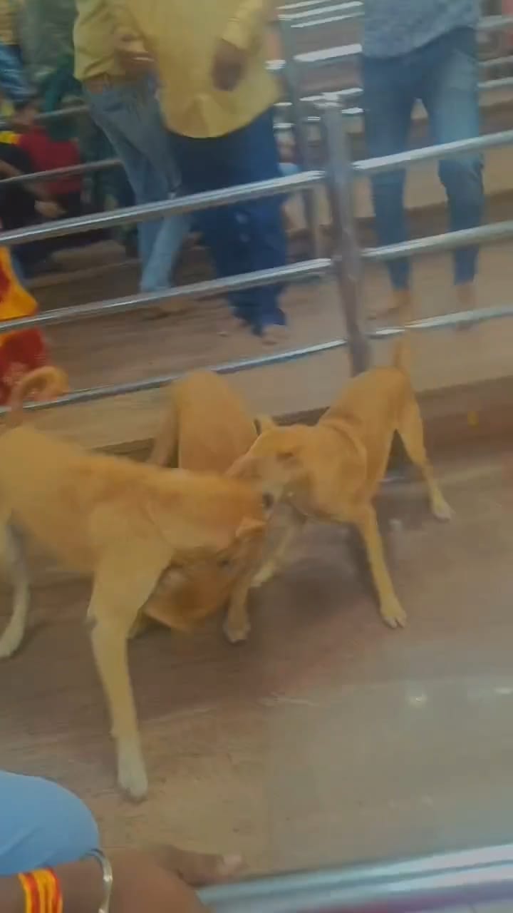 dogs reached Ganesh Mandapam of Mahakal temple in Bhasmarti created of ruckus know the matter