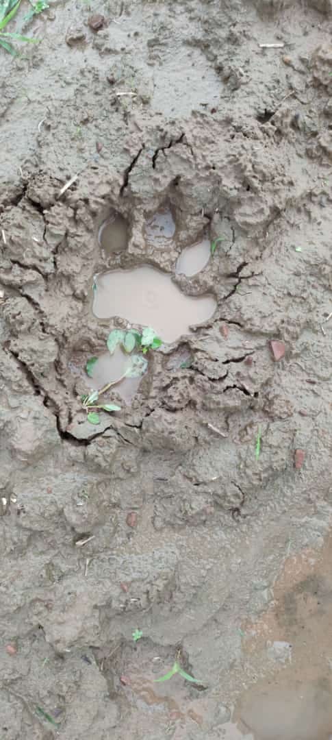 Fear of tiger reaching Haryana-Rajasthan border