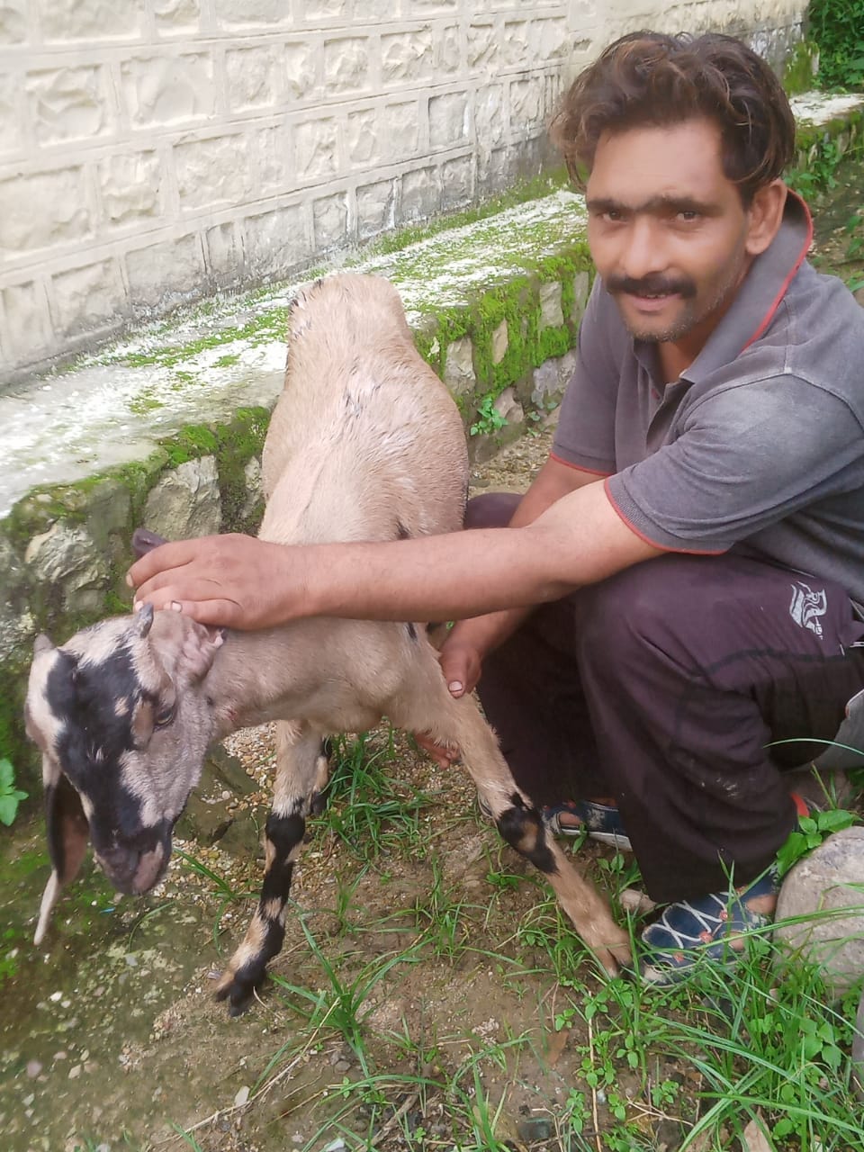 Leopard terror in Chamboh and Kot, goat injured