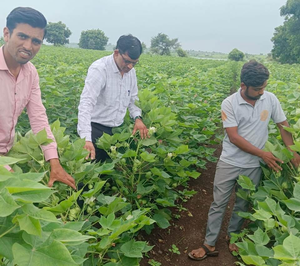 Agriculture department issued advice to protect cotton and maize crops from insects