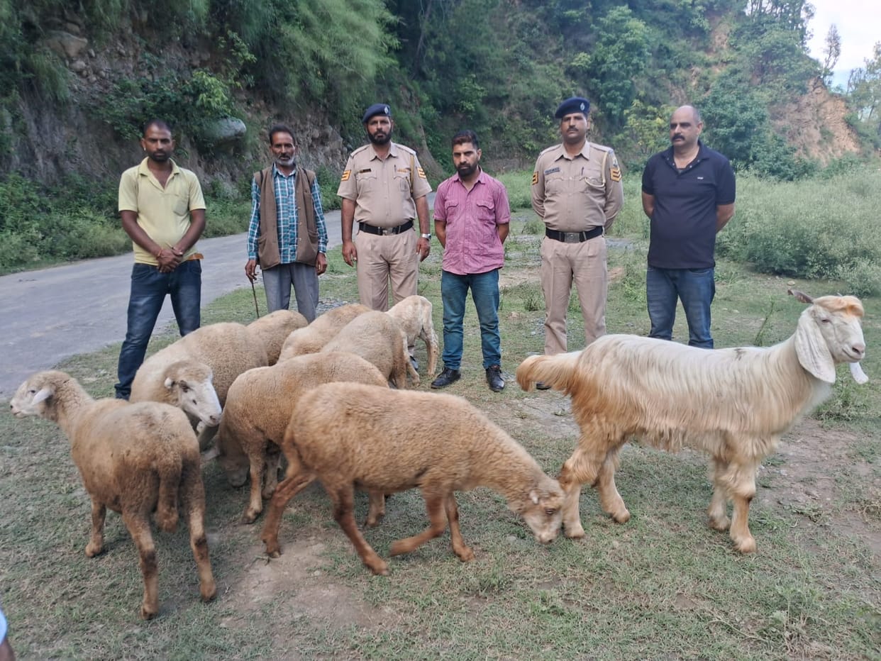 One accused of sheep theft gang arrested, another absconding