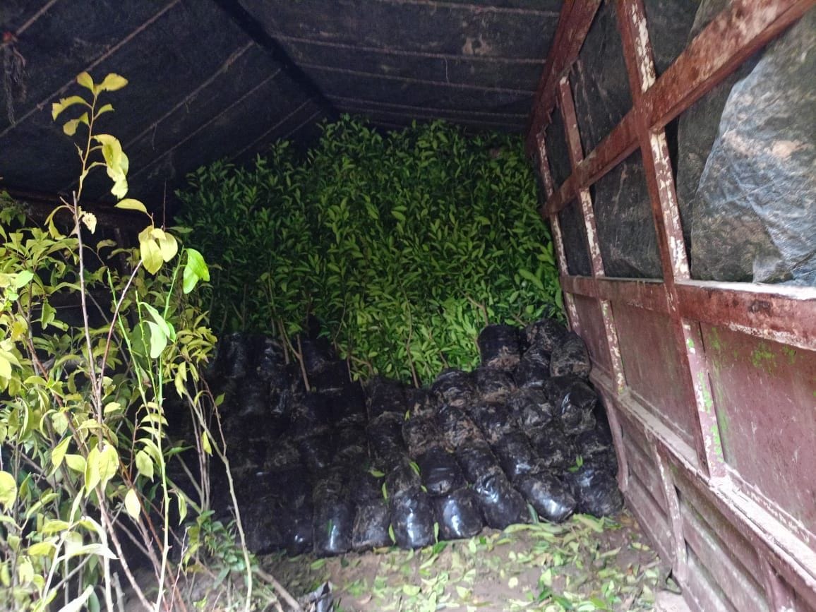 Punjab company sold saplings worth lakhs to gardeners at several times higher prices