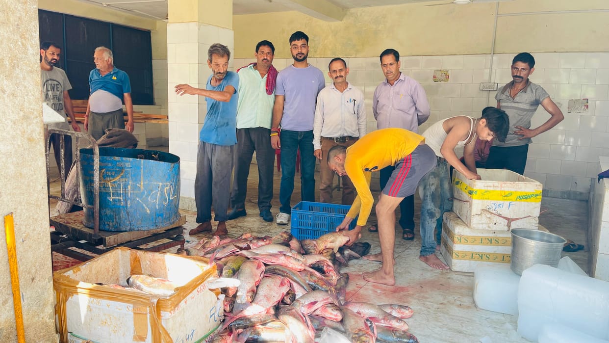 50 quintal fish caught in Govind Sagar lake on the first day