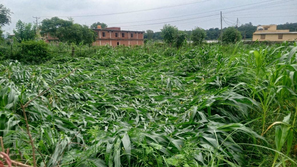 Maize crop scattered in fields due to heavy rain and storm