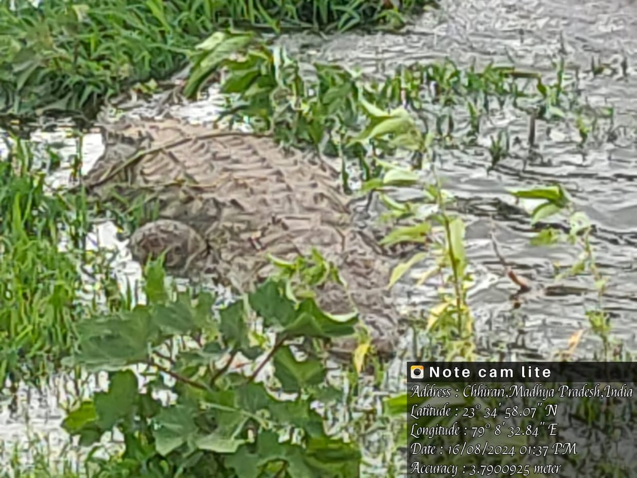 Crocodile came into the pond of Chhirari village, forest department's rescue failed, villagers panicked