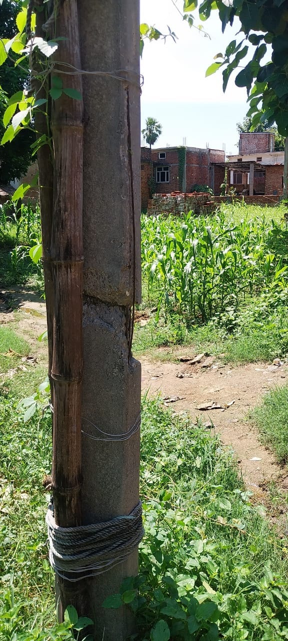 Electricity supply from broken pole supported by bamboo