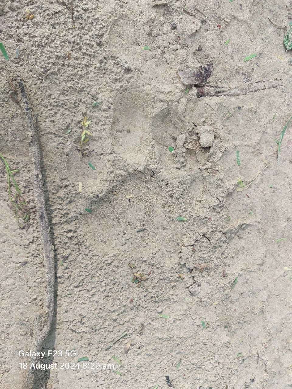 A team of 50 forest workers was busy searching for the tiger, but it was not found.