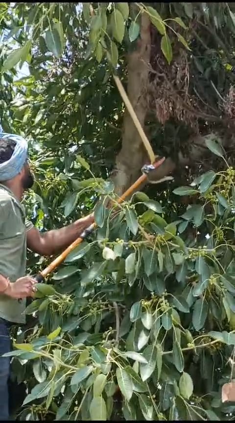 The snake that climbed the Jamun tree was rescued and released into the forest.